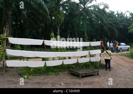 Beläge in Palmöl-Plantagen im Süden von Thailand. Stockfoto