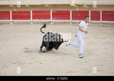 Bull und Matador bei einem Stierkampf in der Arena Saintes Maries De La Mer vor einem Stierkampf, La Camargue, Provence, Frankreich Stockfoto