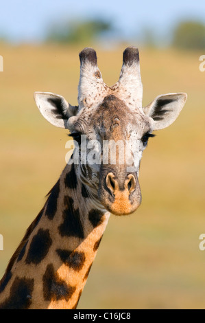 Masai-Giraffe (Giraffa Plancius Tippelskirchi), Porträt, Masai Mara Nature Reserve, Kenia, Ostafrika Stockfoto