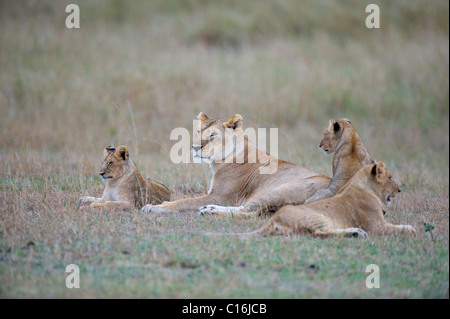 Löwin (Panthera Leo) mit jungen, Masai Mara Nature Reserve, Kenia, Ostafrika Stockfoto