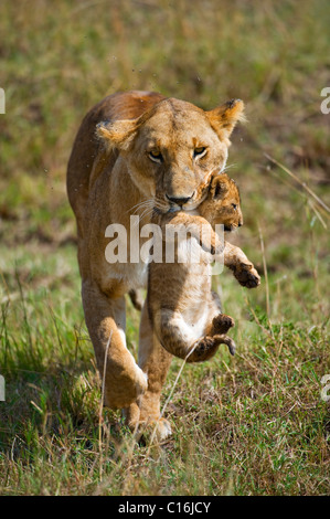 Löwe (Panthera Leo), Löwin mit Jungtier im Mund, Masia Mara Nationalpark, Kenia, Ostafrika Stockfoto