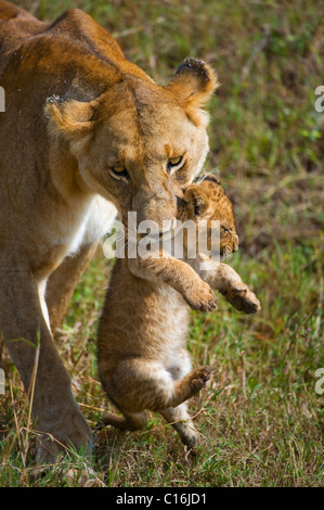 Löwe (Panthera Leo), Löwin mit Jungtier im Mund, Masia Mara Nationalpark, Kenia, Ostafrika Stockfoto