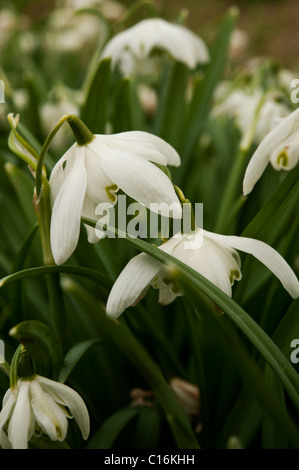 Gemeinsamen Doppel petaled Schneeglöckchen (Galanthus Nivalis F. Pleniflorus) blühen auf einer Wiese in Oxfordshire. Stockfoto