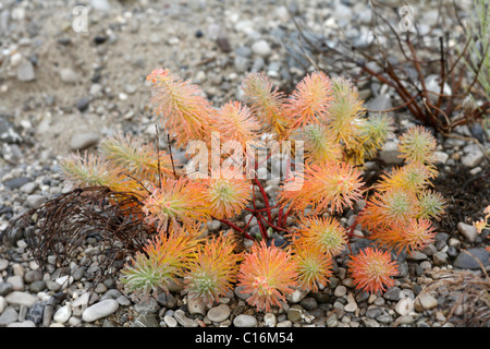 Zypressen-Wolfsmilch (Euphorbia Cyparissias), Kiesbank, Isar Feuchtgebiete, Bayern, Deutschland, Europa Stockfoto