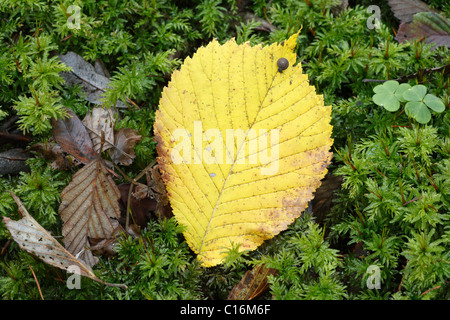 Herbstliche Blätter von einer Wych Ulme (Ulmus Glabra) auf Moos, Bayern, Deutschland, Europa Stockfoto