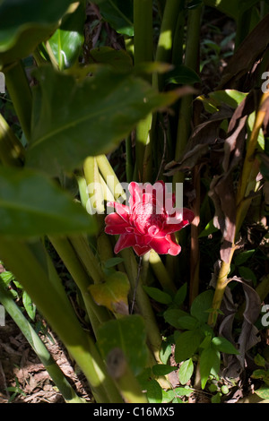 Eine Blume des Torch Ginger (Etlingera Elatior). Stockfoto