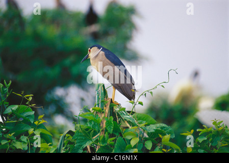 Schwarzer, gekrönter Nachtreiher (Nycticorax Nycticorax) hocken auf Pflanzen, Ranganthittu Bird Sanctuary, Mandya, Karnataka, Indien Stockfoto