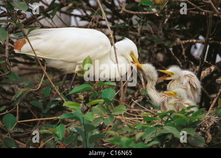 Fortgeschrittene Reiher (Ardea Intermedia) mit ihren Küken, Ranganthittu Bird Sanctuary, Mandya, Karnataka, Indien Stockfoto