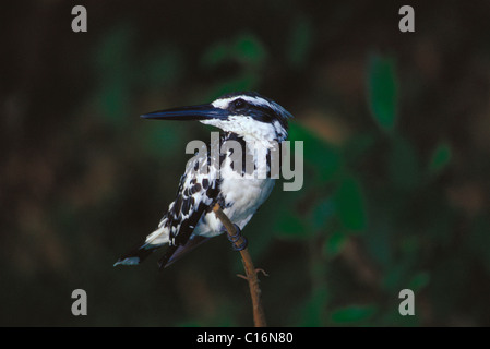 Pied Kingfisher (Ceryle Rudis) hocken auf einem Ast, Ranganthittu Bird Sanctuary, Mandya, Karnataka, Indien Stockfoto