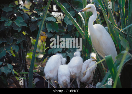 Fortgeschrittene Reiher (Ardea Intermedia) mit ihren Küken in einem Wald, Ranganthittu Bird Sanctuary, Mandya, Karnataka, Indien Stockfoto