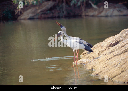 Zwei asiatische Openbill Störche (Anastomus Oscitans) am See, Ranganthittu Bird Sanctuary, Mandya, Karnataka, Indien Stockfoto