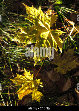 Herbstliche Blätter Spitz-Ahorn (Acer Platanoides), Bayern, Deutschland, Europa Stockfoto