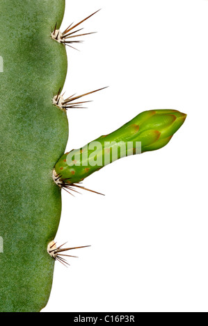 Blütenknospe eines Rock-Kaktus (Cereus Peruvianus) Stockfoto