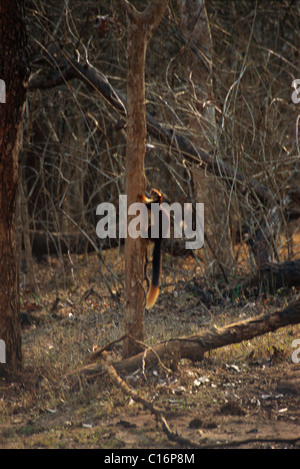 Riesigen indischen Eichhörnchen (Ratufa Indica) Kletterbaum, Bandipur National Park, Chamarajanagar, Karnataka, Indien Stockfoto