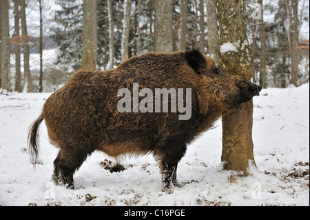 Männliche Wildschweine (Sus Scrofa), Schnee Stockfoto