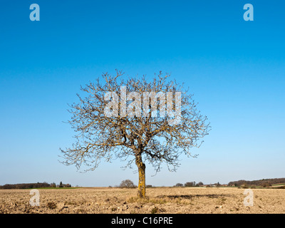 Walnuss Baum in der Mitte des Farmland - Frankreich. Stockfoto