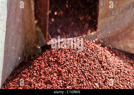 Gebläse für die Reinigung von Annatto Samen aus Achiote (Bixa Orellana), aus denen rotes Pigment für die Lebensmittel- und Kosmetikindustrie extrahiert wird Stockfoto