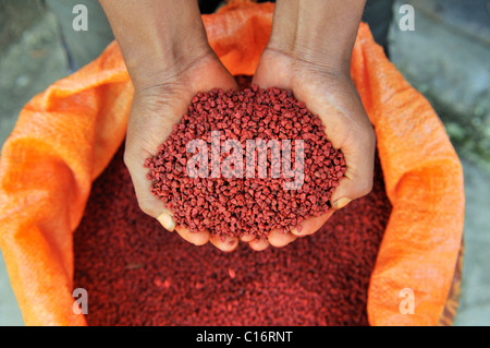 Hände halten Annatto Samen aus Achiote (Bixa Orellana), aus denen rotes Pigment für die Lebensmittel- und Kosmetikindustrie extrahiert wird Stockfoto