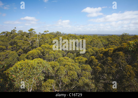 Blick über Gloucester Nationalpark, Pemberton, Western Australia, Australien Stockfoto