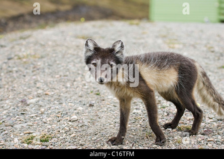 Arctic Fox, White Fox or Snow Fox (Vulpes lagopus) in its summer coat, Longyearbyen, Spitsbergen, Norway Stockfoto