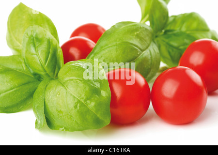 Tomaten auf die Reben und Basilikum Blätter Stockfoto