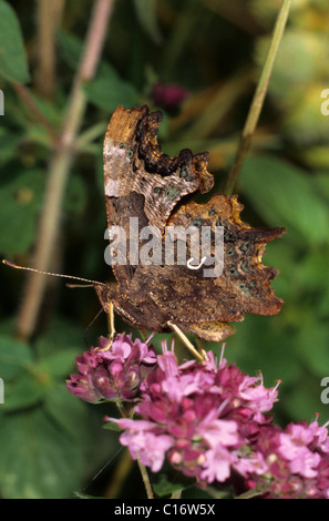 Komma Schmetterling (Polygonia c-Album), Flügel-Unterseite Stockfoto