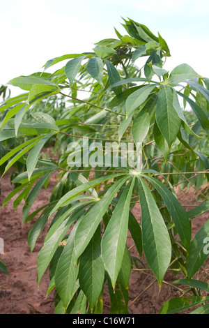 Eine Nahaufnahme der Maniok (Manihot Esculenta) Blätter in einer Plantage in Thailand. Stockfoto