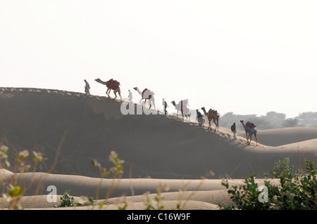 Karawane der Kamele, Sanddünen in der Wüste Thar, Rajasthan, Nordindien, Sam, Asien Stockfoto