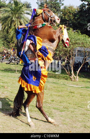 Ein Nihang oder Sikh Krieger, führt auf seinem Pferd während des Beginns der Amritsar Heritage Festival Amritsar, Indien- Stockfoto