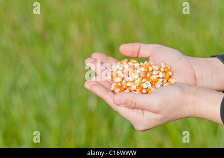Kind hält Saatgetreide, ökologischer Landbau, Nahaufnahme Stockfoto
