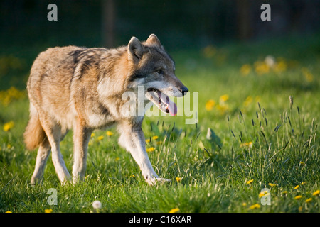 Eurasische Wolf (Canis Lupus Lupus) auf einer Wiese Stockfoto