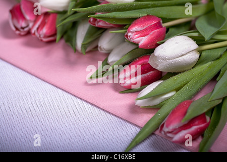 Reihe von Tulpen Stockfoto