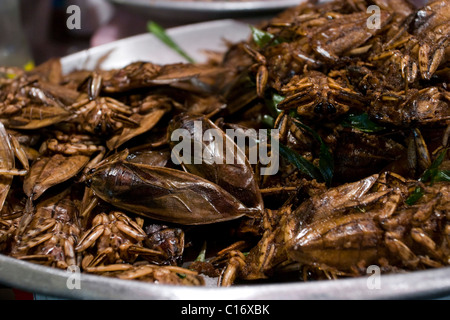 Frittierte Riesen Wasser-Bug (Lethocerus Indicus) zum Verkauf in Thailand. Stockfoto