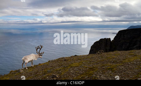 Weißen Rentiere Weiden auf den steilen Klippen im norwegischen Tundra Stockfoto