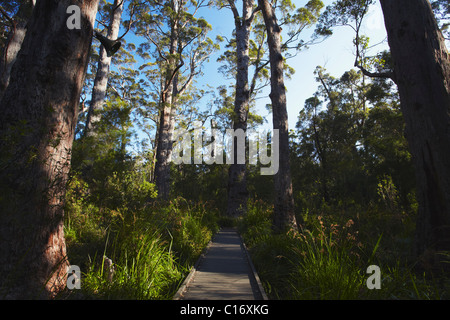 Alten Reiches Promenade im Tal der Riesen, Walpole, Westaustralien, Australien Stockfoto