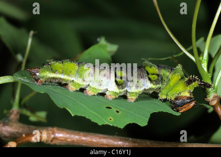 Poplar Admiral (Limenitis Populi), Raupe Stockfoto