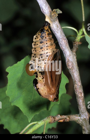 Poplar Admiral (Limenitis Populi), cocoon Stockfoto