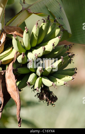 Ein Bunck unreife Bananen hängen von einem Baum in Kenia Stockfoto