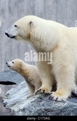 Junge Eisbären Wilbaer mit seiner Mutter Corinna (Ursus Maritimus), Stuttgarter Zoo, Baden-Württemberg, Deutschland, Europa Stockfoto