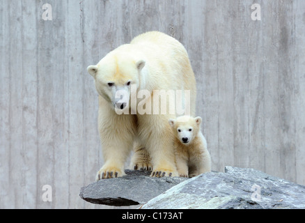 Junge Eisbären Wilbaer mit seiner Mutter Corinna (Ursus Maritimus), Stuttgarter Zoo, Baden-Württemberg, Deutschland, Europa Stockfoto