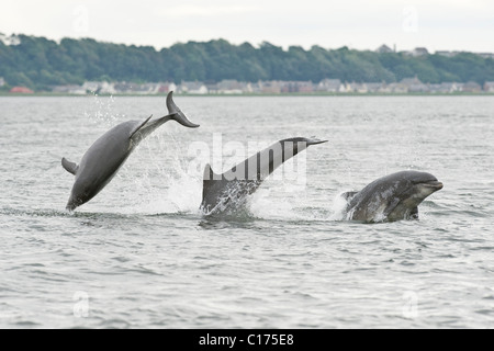 Der Große Tümmler (Tursiops Truncatus), Moray Firth, Schottland, Großbritannien. Stockfoto