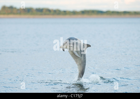 Jugendlicher Bodendelfin (Tursiops truncatus) , Moray firth, Schottland, Großbritannien. Stockfoto