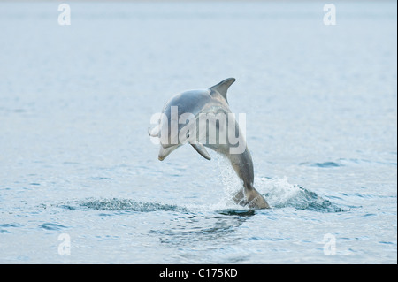 Jugendlicher Bodendelfin (Tursiops truncatus) , Moray firth, Schottland, Großbritannien. Stockfoto