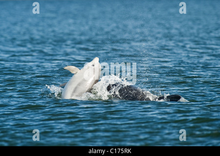 Jugendlicher Bodendelfin (Tursiops truncatus) , Moray firth, Schottland, Großbritannien. Stockfoto