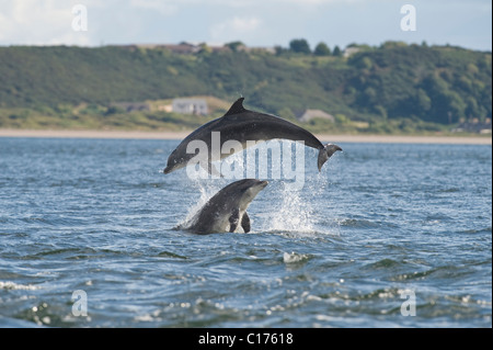 Der Große Tümmler (Tursiops Truncatus), Moray Firth, Schottland, Großbritannien. Stockfoto