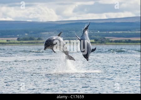 Der Große Tümmler (Tursiops Truncatus), Moray Firth, Schottland, Großbritannien. Stockfoto