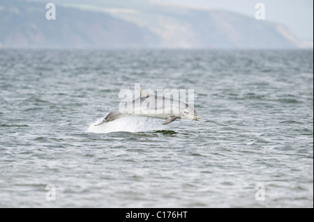 Jugendlicher Bodendelfin (Tursiops truncatus) , Moray firth, Schottland, Großbritannien. Stockfoto