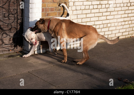 zwei Hunde playfighting Stockfoto