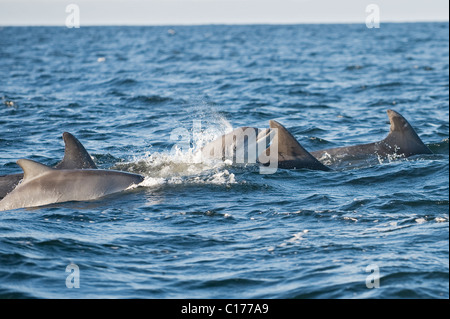 Der Große Tümmler (Tursiops Truncatus), Moray Firth, Schottland, Großbritannien. Erwachsene und Kalb Stockfoto