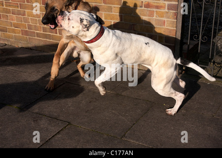 zwei Hunde playfighting Stockfoto